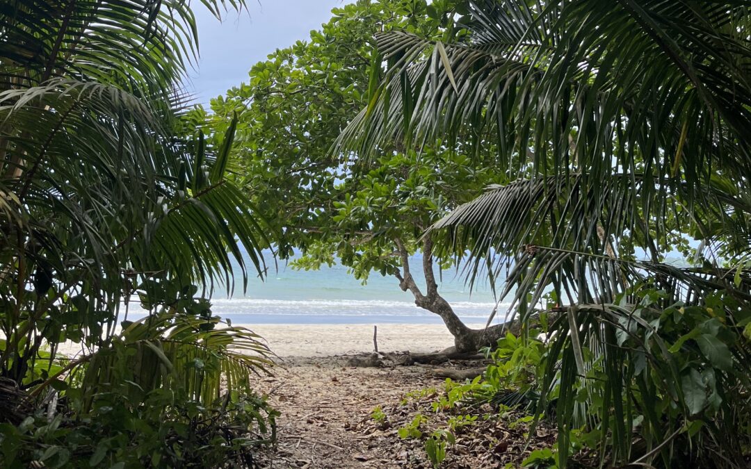 Protecting the Environment and Oceans with Little Sports Organisation